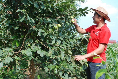 Anh Chu Văn Chiến đang chăm sóc vườn cây ăn quả